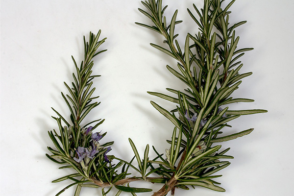 rosemary