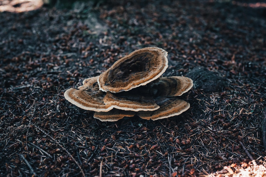 Turkey Tail Mushroom
