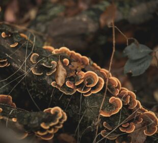Turkey tail mushroom