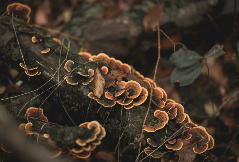 Turkey tail mushroom