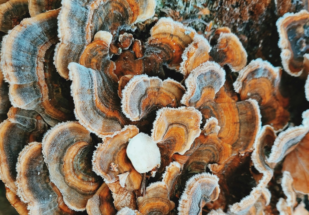 Turkey tail mushroom