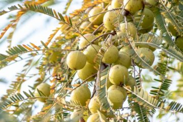 Indian Gooseberry
